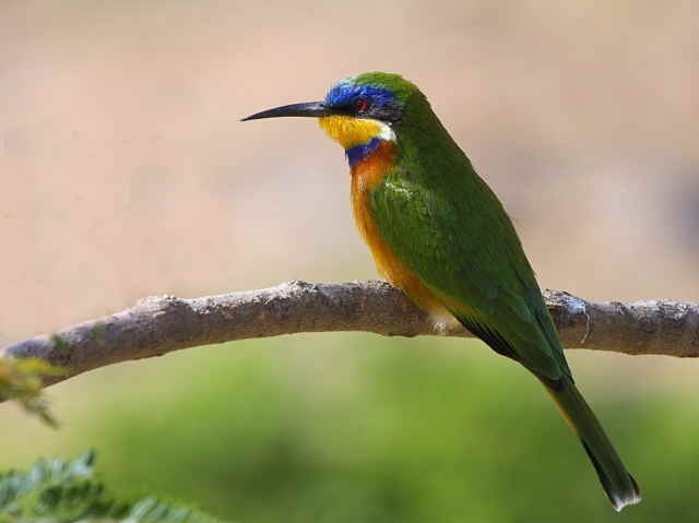 blue breasted bee eater Micral strip test